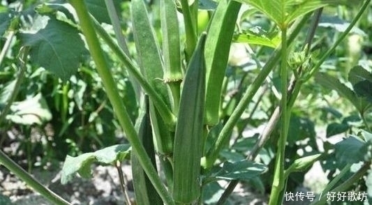 农民|农村里的这种蔬菜,男人最喜欢吃,农民靠它月入万元