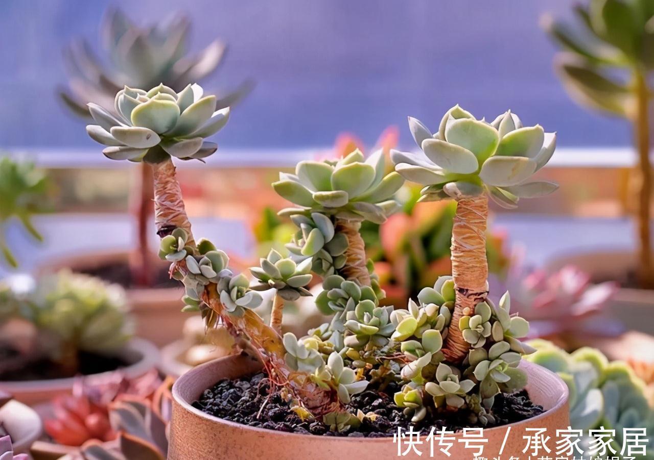 干土|给多肉植物上盆,牢记这5个方面,服盆快,后期也好养一些