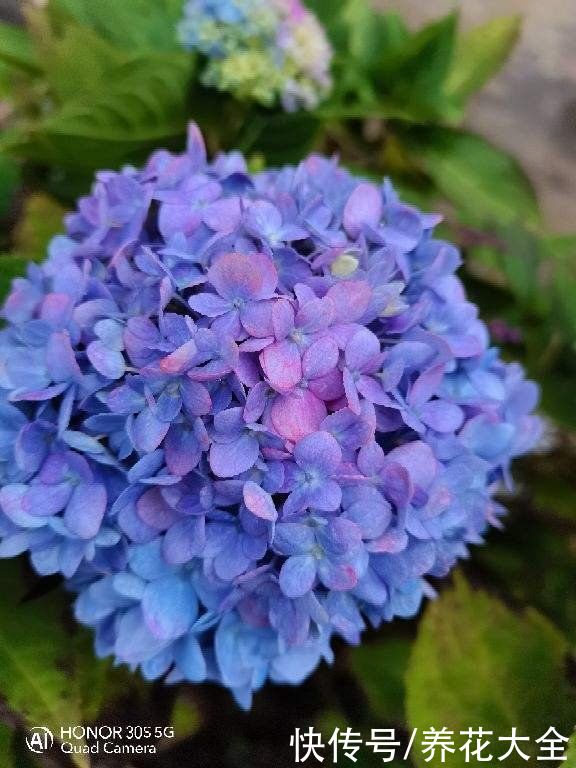 院子里的阴凉角落，可以种些耐阴花，长得更旺盛