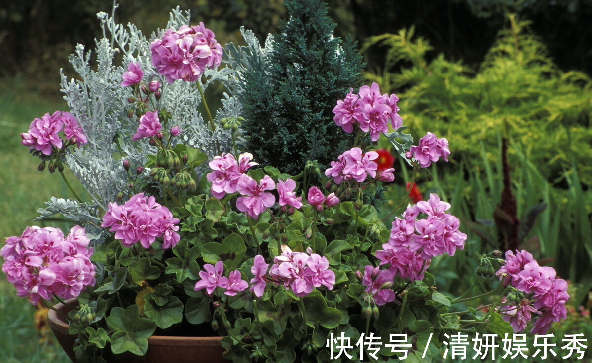 蚊虫|邻居的院子夏日几乎没“蚊虫”，原来是因为养了3种花，我也要养