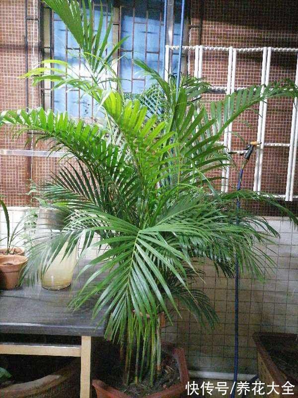 15种“阴性”花,家里没光适合养,光太强反而长不好