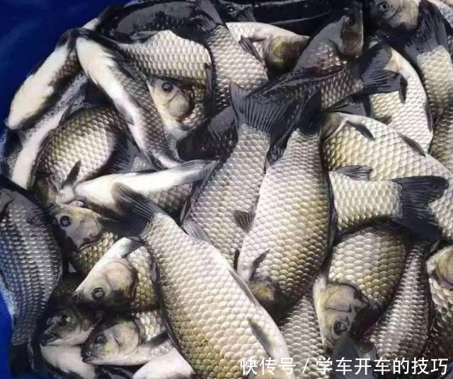  “买肉不买槽头肉，吃鱼不吃鲫壳鱼”啥意思