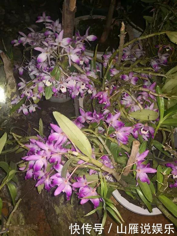 还在养绿萝家里养盆“香香花”，好看好闻，清香四溢精神好！