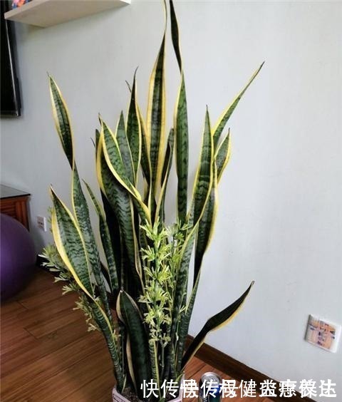 植株|虎皮兰浇2种“水”,蹭蹭长得旺,冒芽一个接一个!