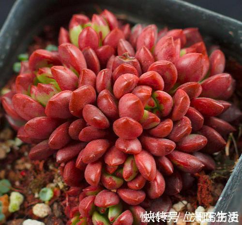 新手养多肉常犯的4个错,难怪肉肉长不好,你中了几条?