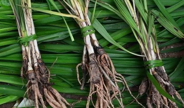 泡水|十人九腰疼,多用此野草泡水喝,肾好腰不疼,湿气一扫光