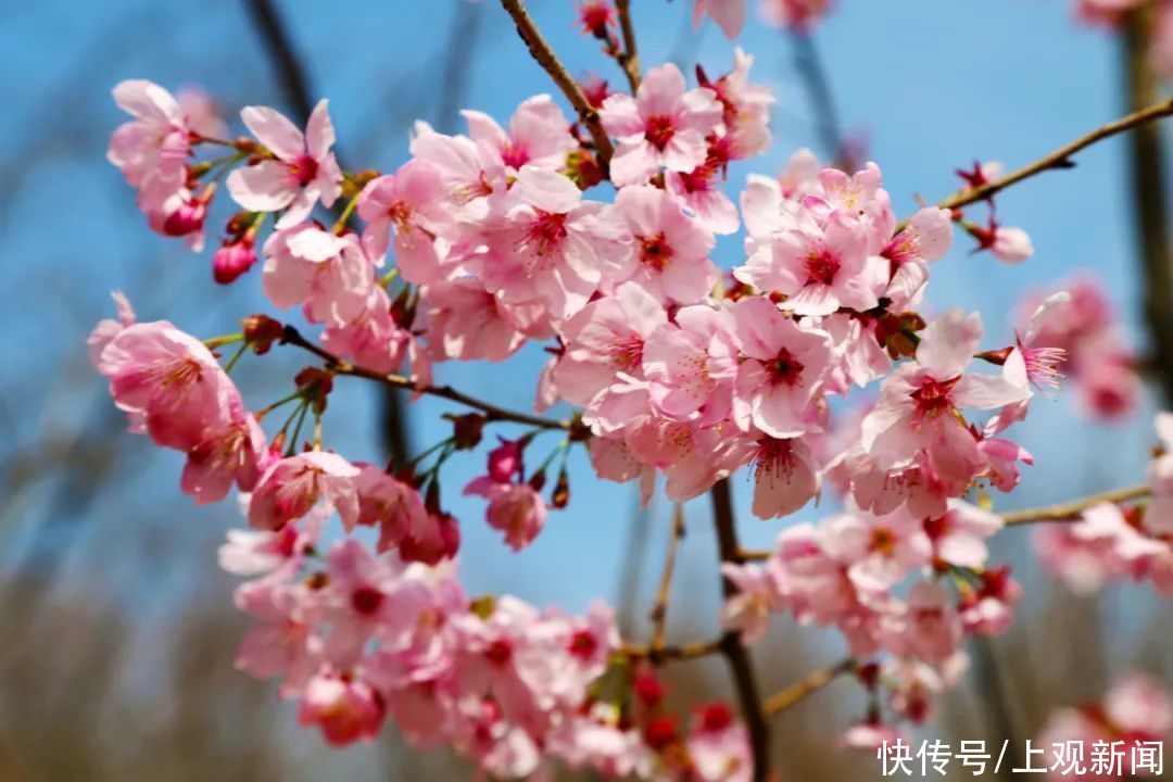 超20万游客到宝山顾村公园！上海樱花节首个周末迎来客流高峰