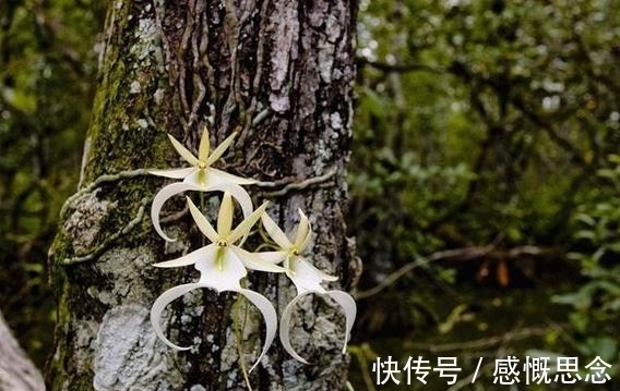 兰花|世界上最贵的兰花,一株价值1500万人民币,见过吗?