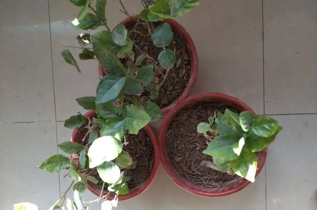 花养成光杆司令，别扔了、还有救，3天起死回生！