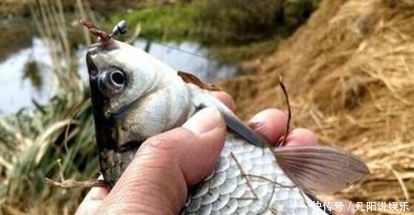长竿短线|冬钓鲫鱼基本规律,觉得冬季鱼难钓,那是这些基本套路没掌握!