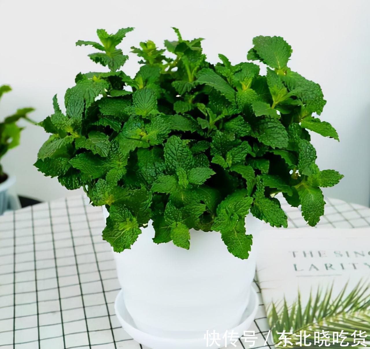 人养花,花亦养人,能促进“睡眠”的9种花,卧室再小也要养