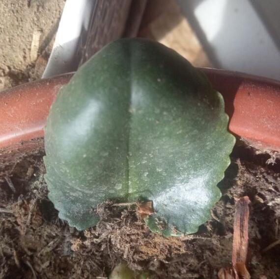 无意间碰掉一片长寿花叶子,把它插到花盆里,没过多久居然爆盆了