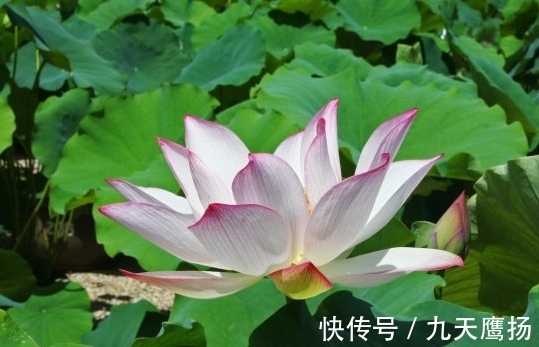 阴阳互根|10月下旬,4属相遇贵人喜进门,桃花旺盛,财源广进,生活顺心