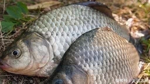 水草|初夏的鲫鱼实在是好钓,只需留意5小点,轻而易举的爆护