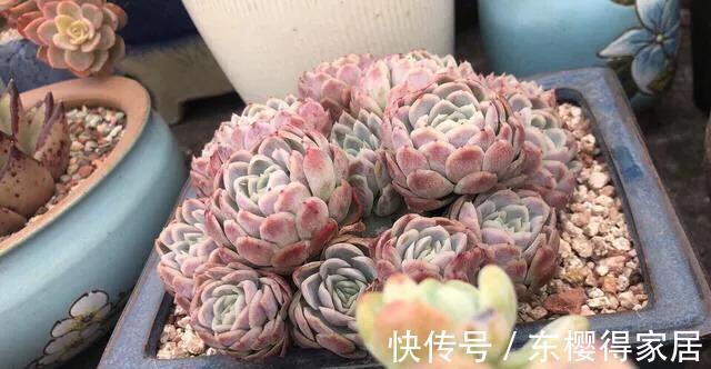 色彩斑斓|多肉冰梅这么养,能爆盆易变美,色彩斑斓惹人醉,还有迷人的香味