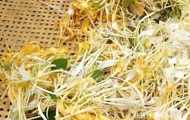 一种野草花开价值便高,是一味天然好药材,见着还请珍惜摘回家