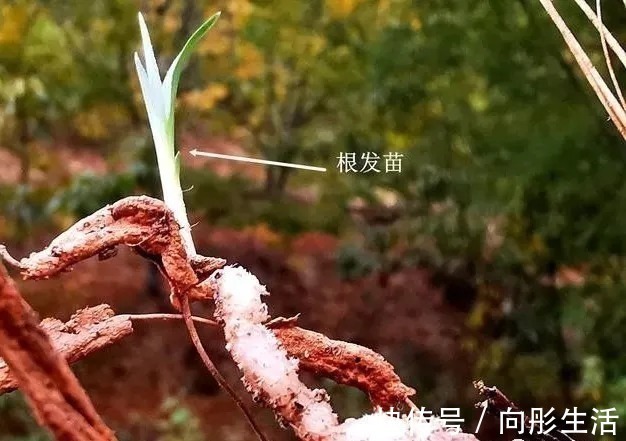 兰花新芽太多怎么办？发几个新芽才最合适？摘芽三要点要记住