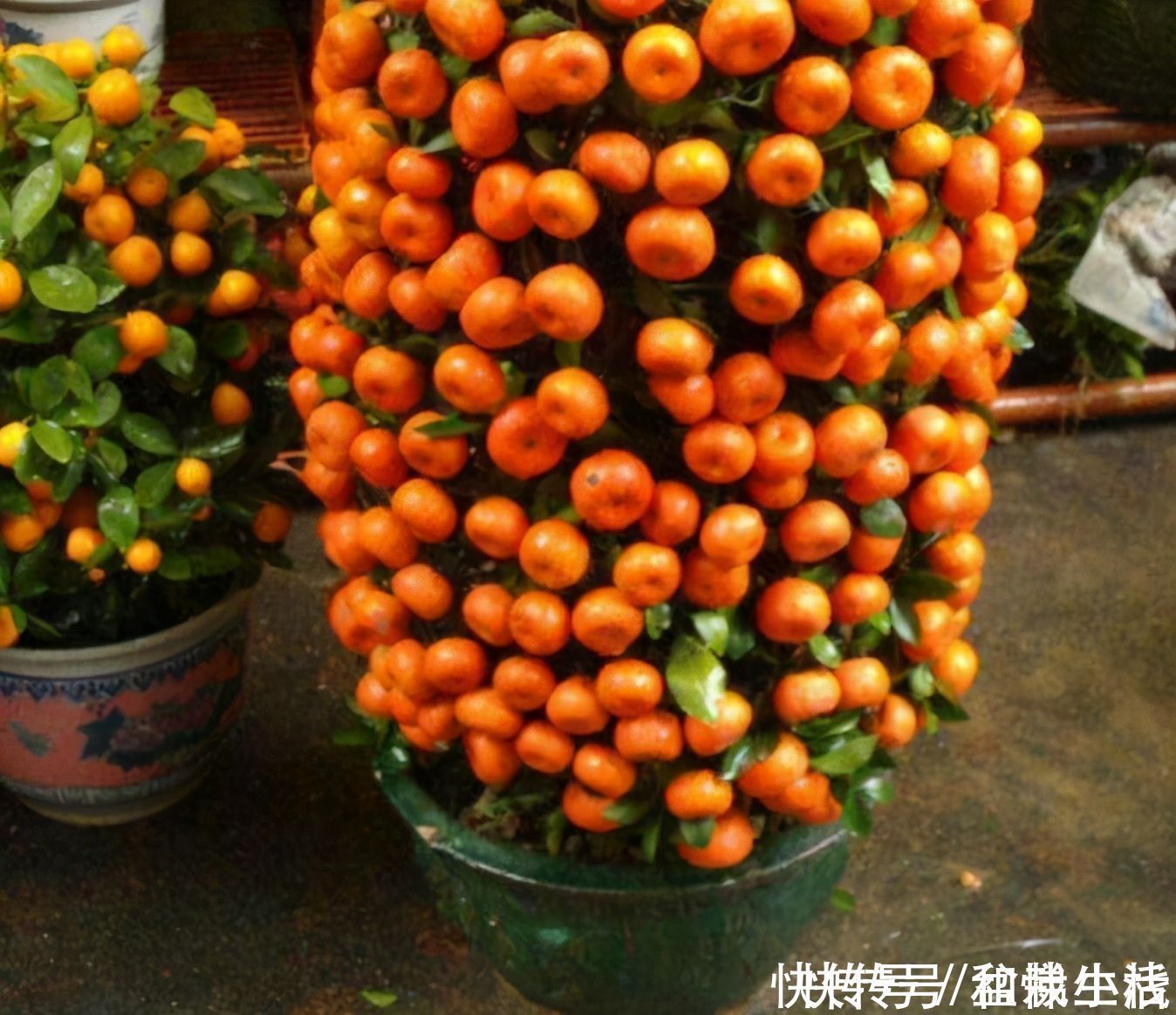 富贵籽|能开花也能结果，3种花养在家里，真不赖