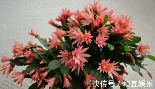 真昙花一次开一两朵,假昙花却能开100朵,怪不得都去抢这假货!