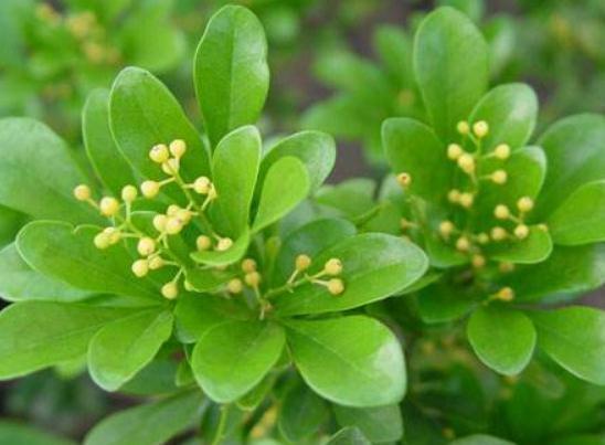 窗口边养“米兰花”，喝点“小饮料”，花朵一开满阳台