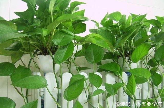 卧室最适合养这3种花,吸废气睡觉好,叶子油亮颜值高!