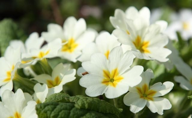 喜欢养花,冬季就养报春花,6点做好后,元旦春节开花多