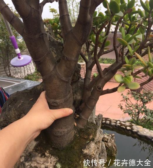 4种“盆景桩”,品位高大上,懒人花剪一剪,价格翻几倍