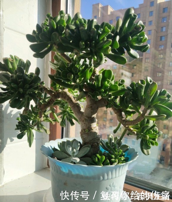 能“吸财”的多肉，养盆吸财树，肥水不要少，半年养到手臂粗
