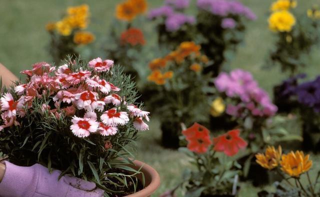 小事|养花种草乐趣多，不要着眼于花卉的状态，做好几件小事就非常有趣