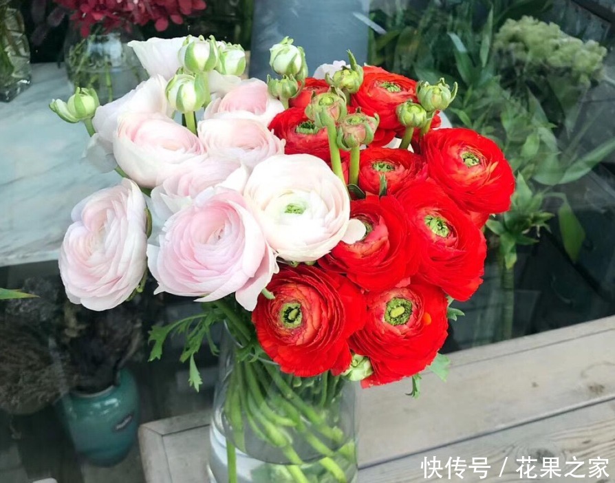 牡丹|它在冬日里绽放,美如“牡丹”花色丰富艳丽