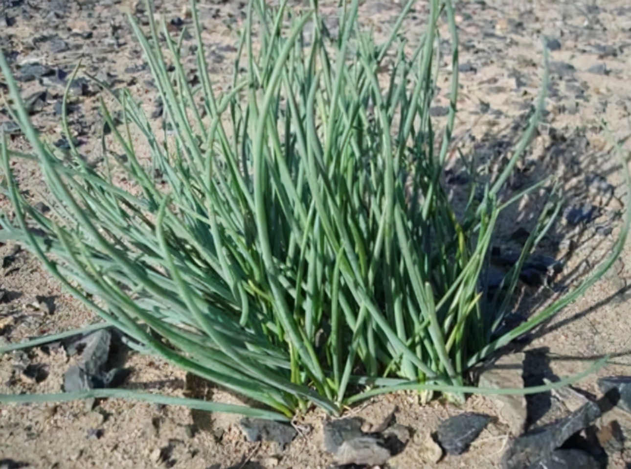 这三种植物可以完全代替葱、姜、蒜,并且做出的菜品味道也不差