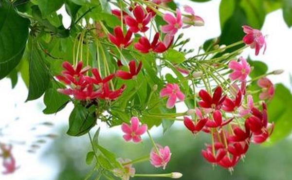 此花是花中极品良药,就像一个白衣天使,保护着众人的身体安康!