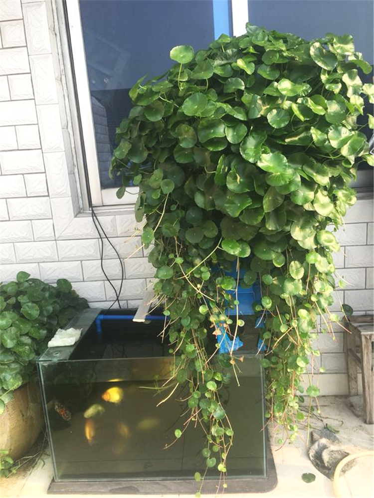 大神用这水养铜钱草,叶片像荷叶一样大,3个月爆盆成瀑布!