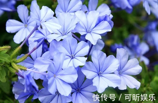 温度高养花总是养死,不妨试试这些花朵,式好养、开花多、不怕热