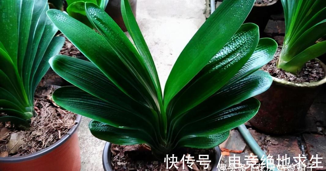 植料|君子兰养好养坏,不光要学会分辨,还要知道养好它的关键在哪里?