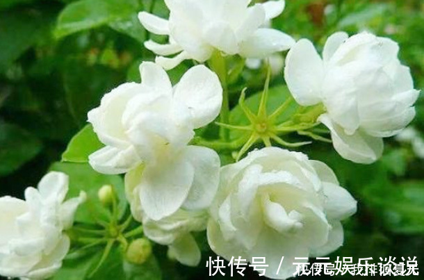 毒素|女性爱美,坚持吃“3朵金花”,排出毒素,净化血液,滋养子宫