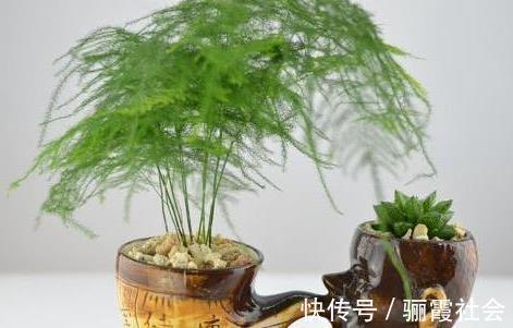 文竹养不好,是因为有“4怕”,不及时纠正,叶片就会发黄