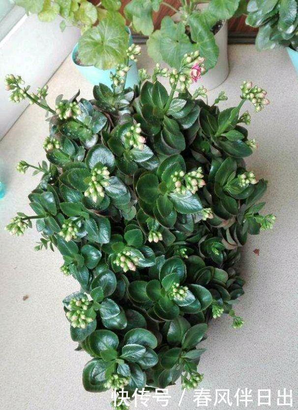 一株普通的长寿花,用4招,养成垂吊型瀑布,花又多又美