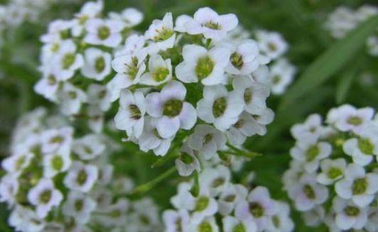 4款花超好养,一年三季开花,对待新手超友好,美极了