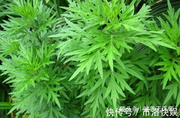 东风菜|农村田里的4种“救命草”,消炎止痛、解毒抗癌,谁吃谁“长寿”