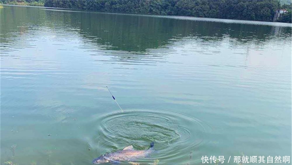 仲春开始钓大鱼，在大水面里“憋”大货，这些基本的套路要常用！