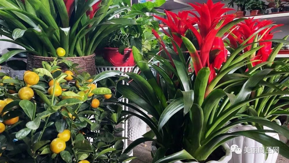 老城|周至县城有条街，叫面粉厂巷子...