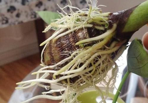 时间就能|一个芋头芽,埋在花盆里,10天长成大盆景,比龟背竹还漂亮