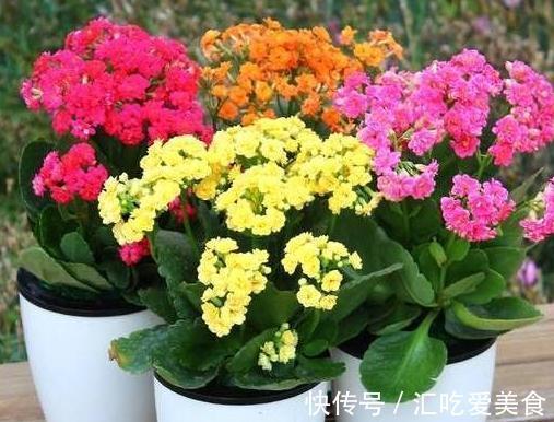 养长寿花，必备4个小技巧，叶片翠绿,花朵又多又大