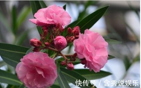 水仙花|这五种“毒花”，冬季最好不要养，1滴“汁液”就可能影响健康