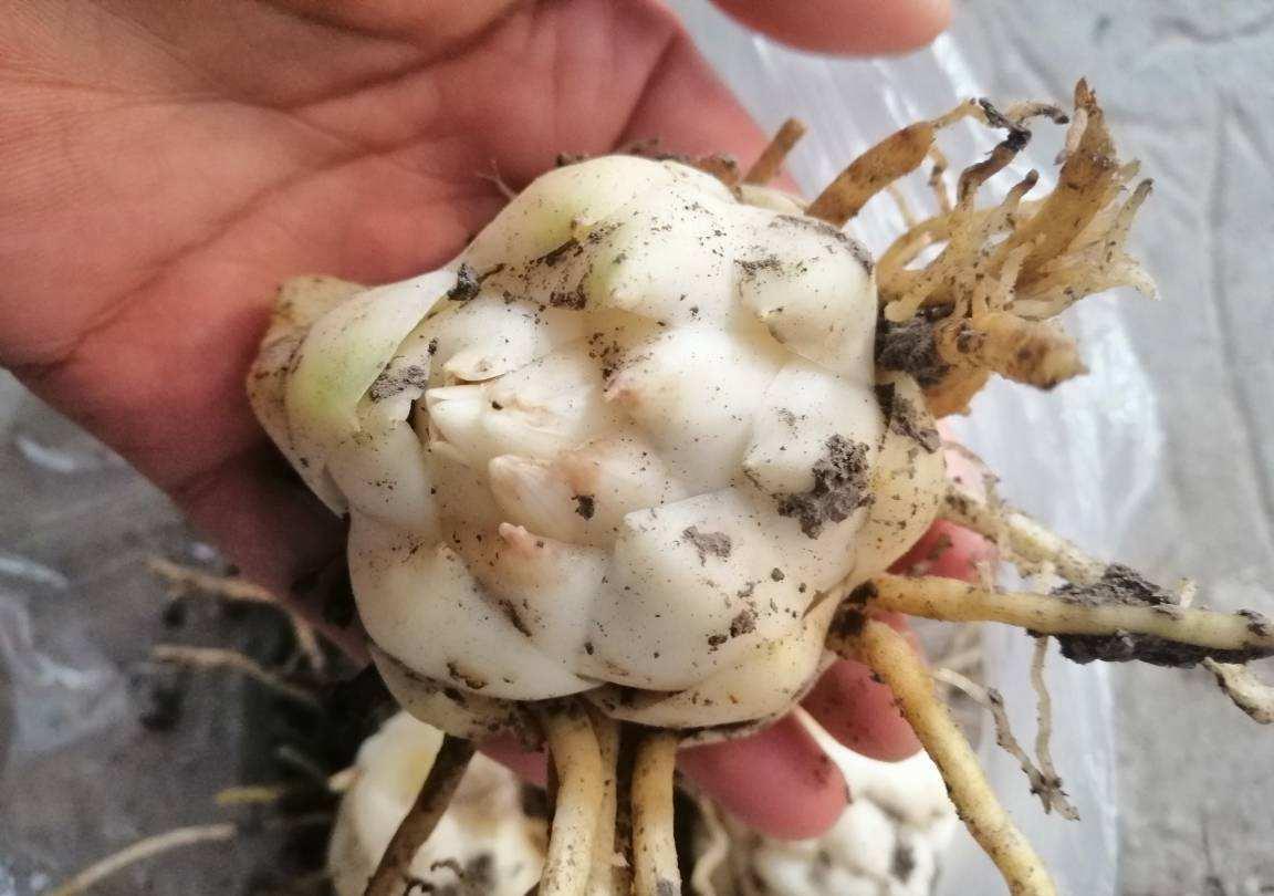 养分|百合不是“一次性花”,养一养球,1盆能生10盆崽