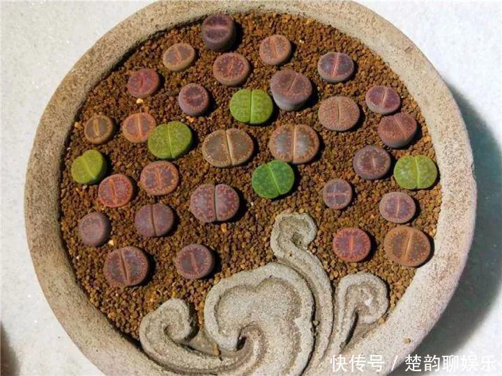 生石花|6种多肉太难养,赶紧留个种,省得每年都要重新买!