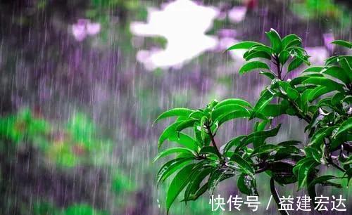 下雨天|下雨天，这些花快扔出去，淋一淋，呼呼冒新芽，花开一大盆