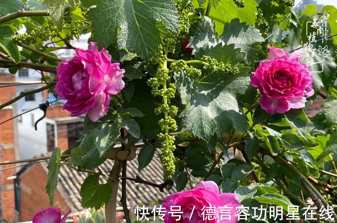 最美四月天,去杨姐的屋顶花园,赴一场花约!