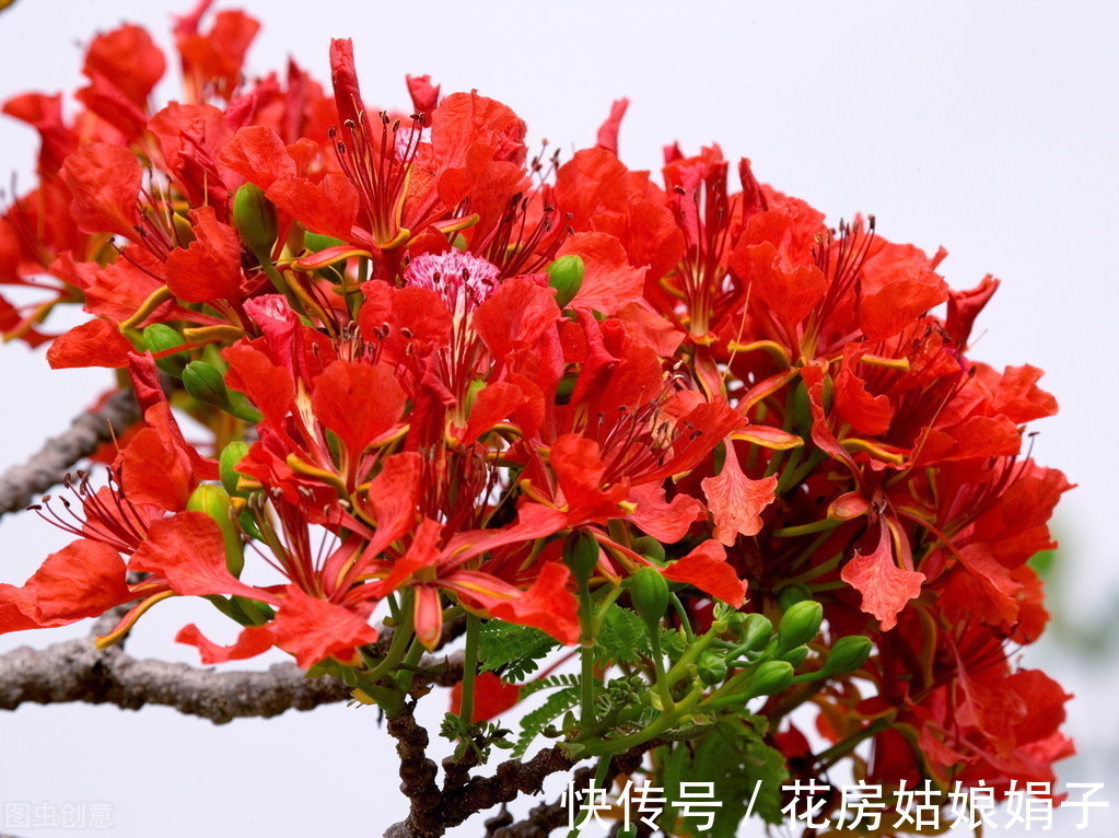 夏天到了,很多花卉准备睡觉了,这4种花却越活越精神,花开满盆